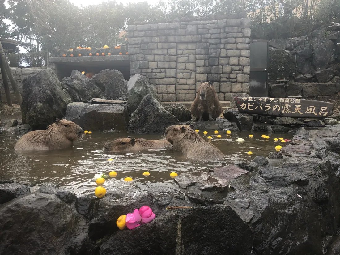 🐾 교감 동물원(후레아이 도부츠엔) 이미지 5